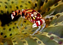 Tiny Striped Crab! Taken in Mabul with Nikon D70 by Jeannette Howard 